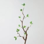 Sprig faux green bud branch stem against plain background